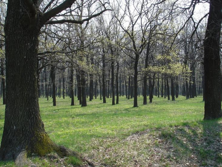 Микитяни з panoramio.com - Микитяни