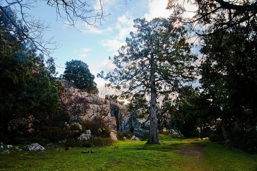 Олива з panoramio.com - Олива