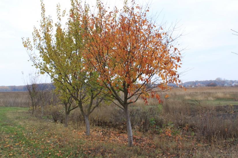 Баришівка з panoramio.com - Барышевка