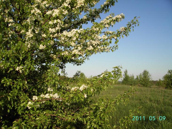 Климівка з panoramio.com - Klymivka