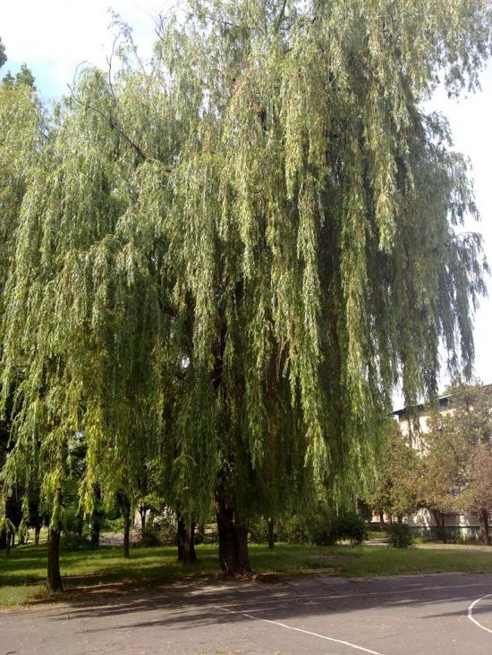 Верхньодніпровськ з panoramio.com - Верхньодніпровськ