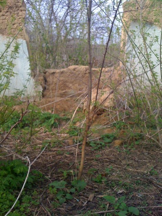 Бузникувате з panoramio.com - Бузникувате