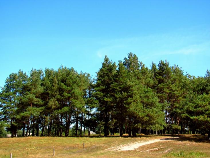 Мала Осниця з panoramio.com - Малая Осница