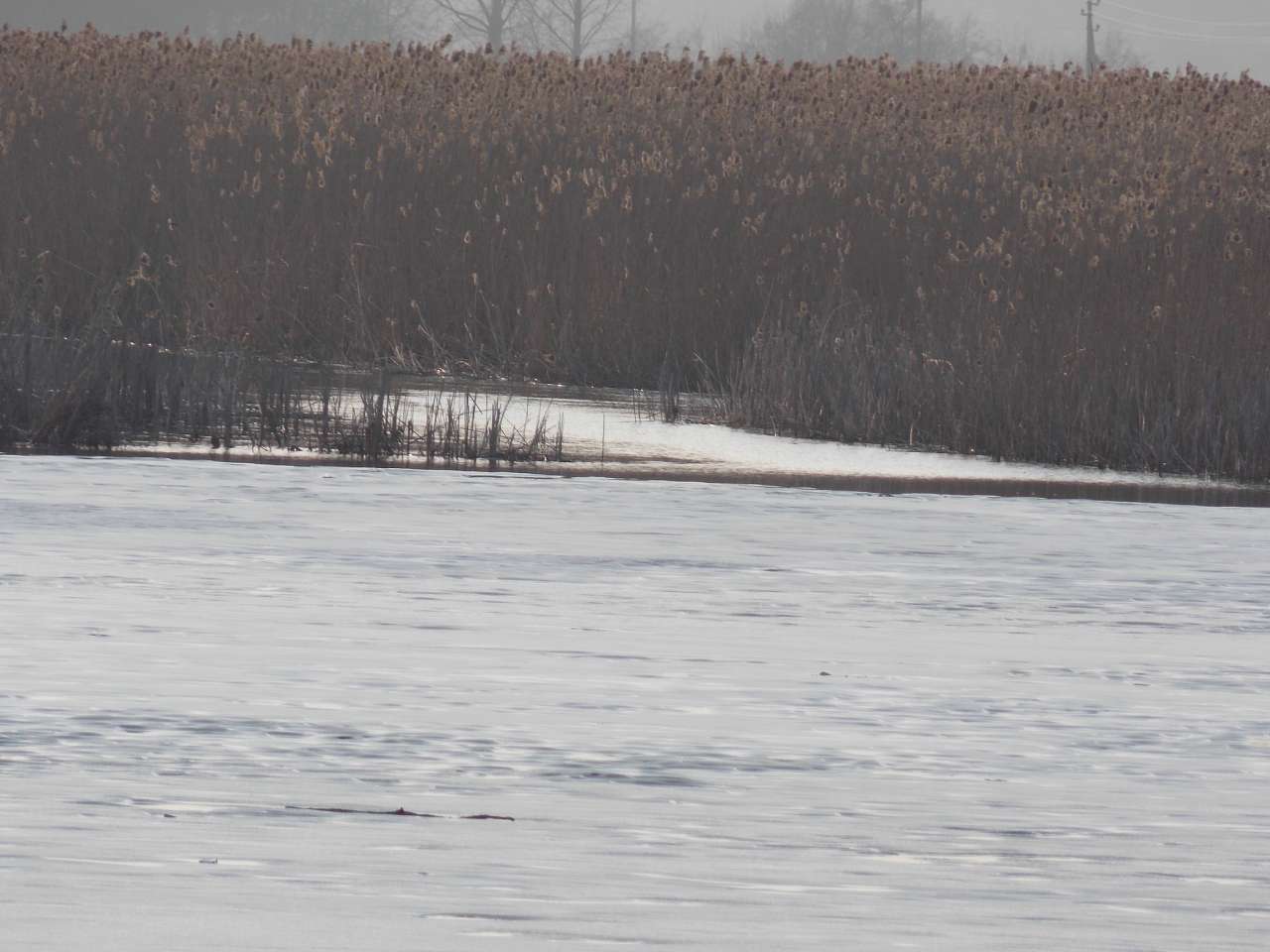 Щенятинський пейзаж - Щенятин