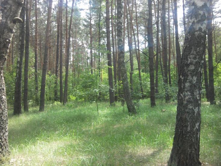 Березанка з panoramio.com - Березанка