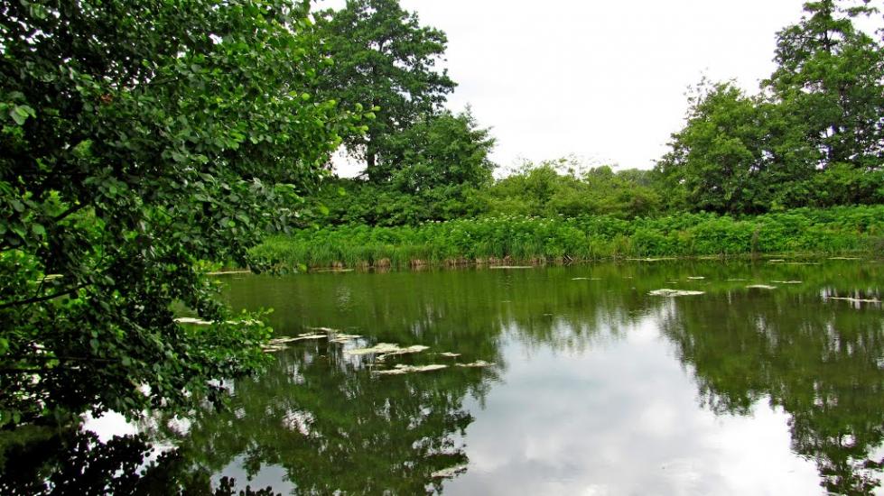 Пониква з panoramio.com - Ponykva