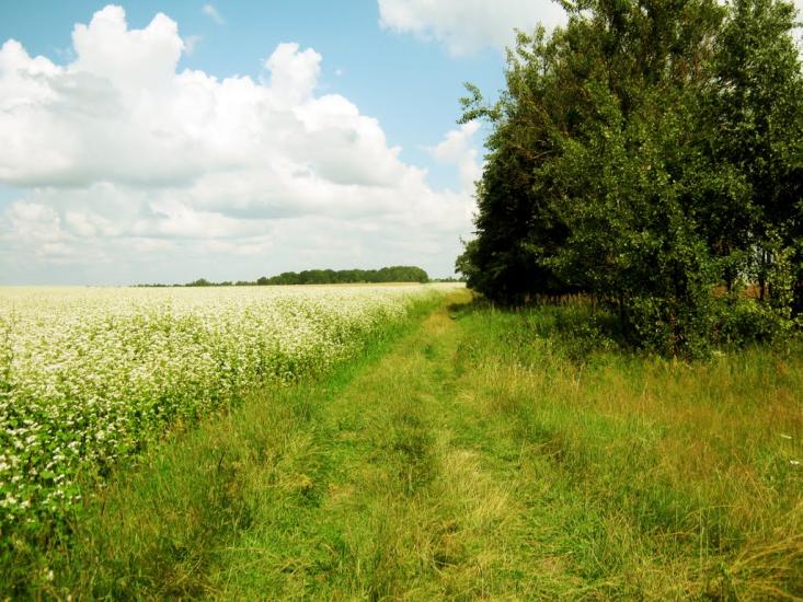 Деревини з panoramio.com - Derevyny