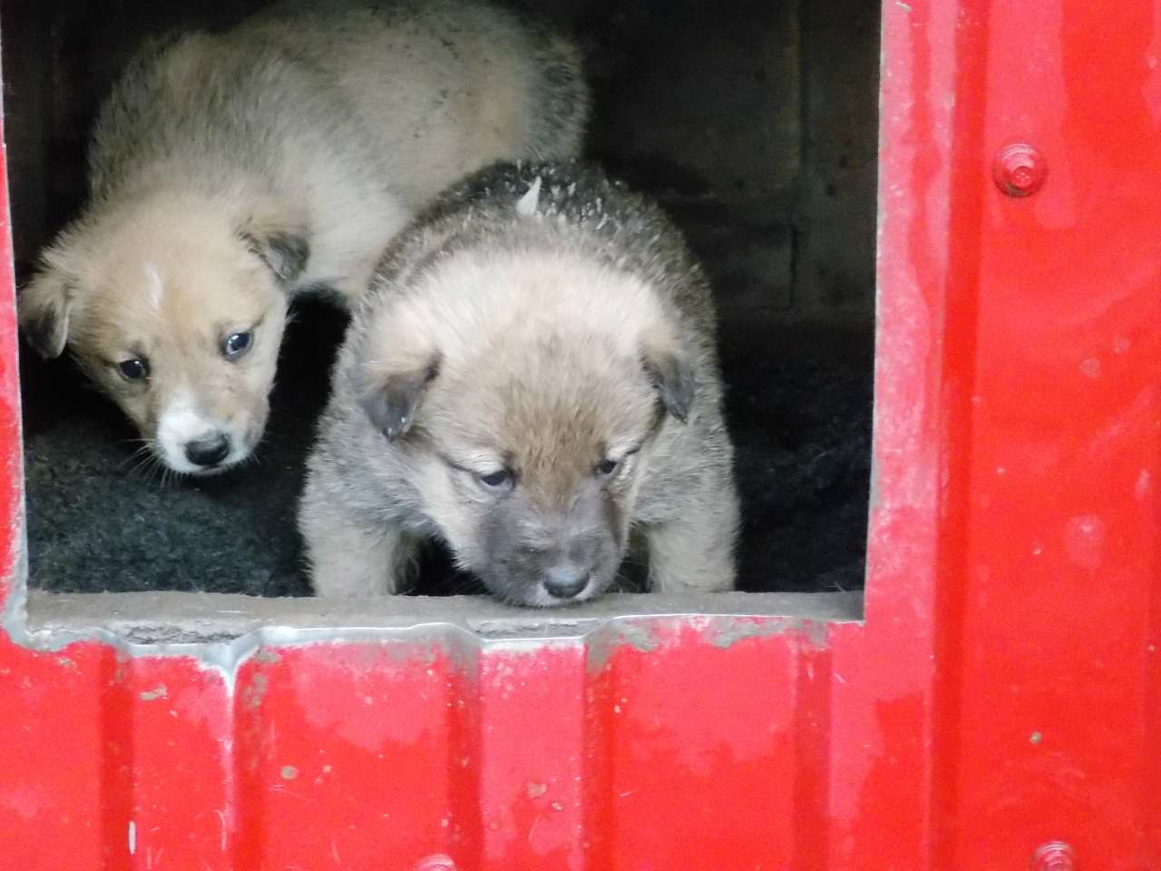 ми і наша мама - Щенятин