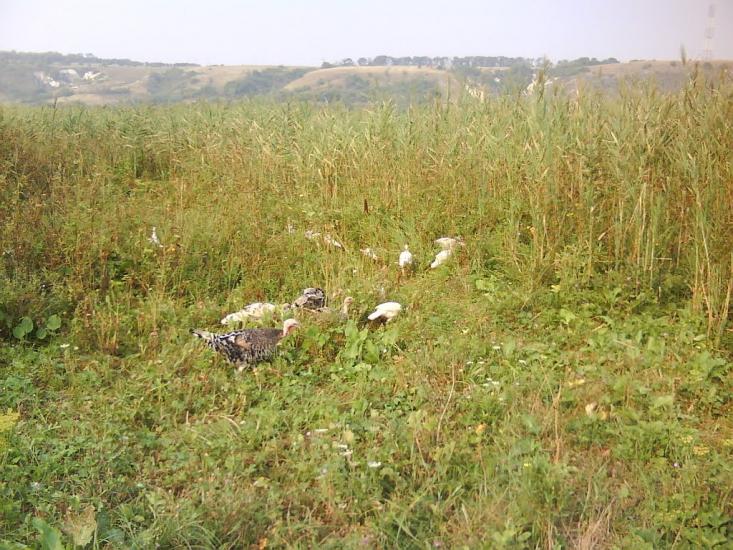 Новоайдар з panoramio.com - Новоайдар
