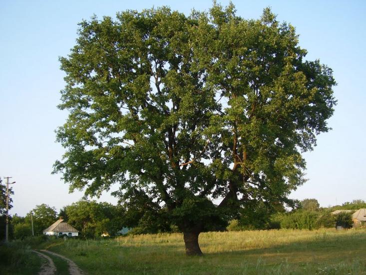 Рибальське з panoramio.com - Рибальське
