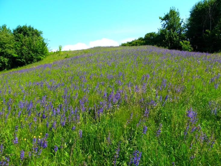 Остапенки з panoramio.com - Остапенки