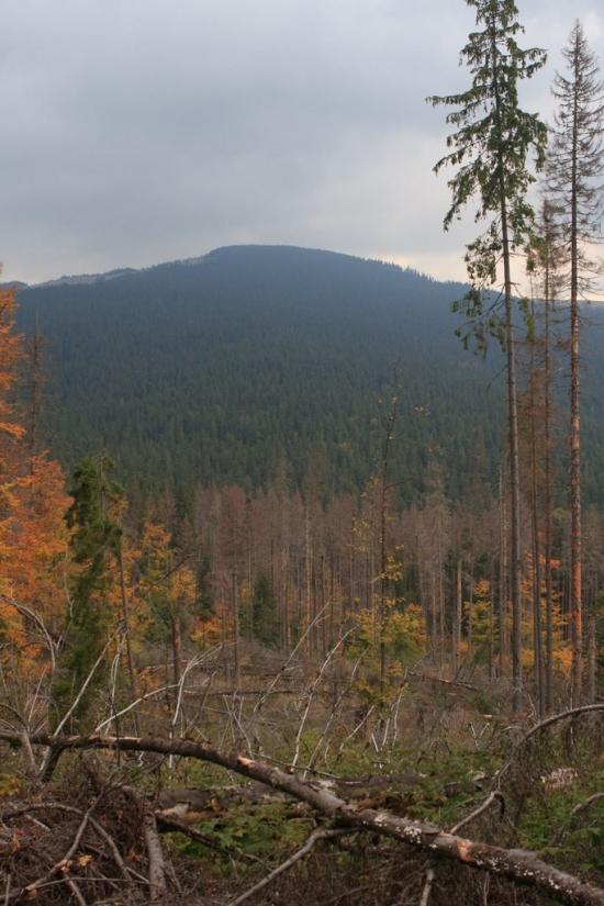 Вороненко з panoramio.com - Voronenko