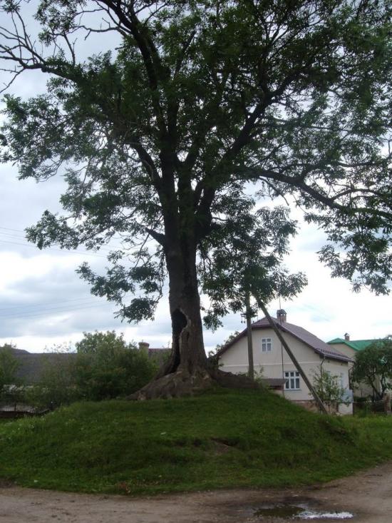 Дубляни з panoramio.com - Дубляни