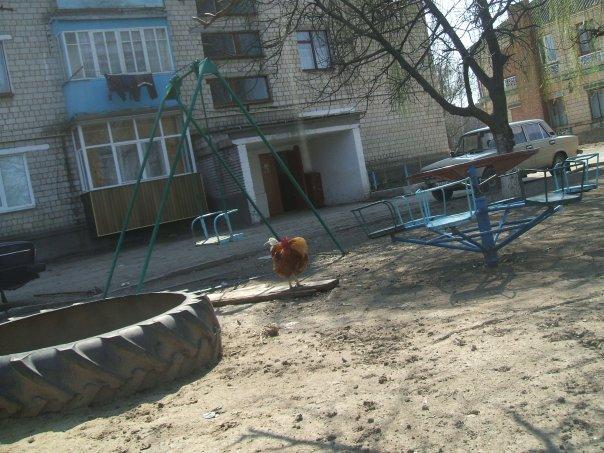 Селевинці з panoramio.com - Селевинці