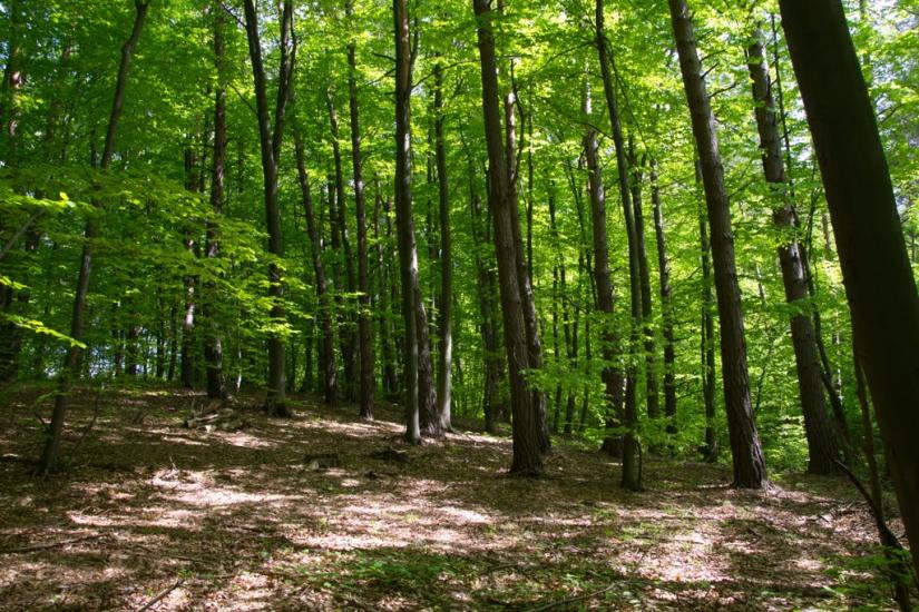 Козулька з panoramio.com - Козулька