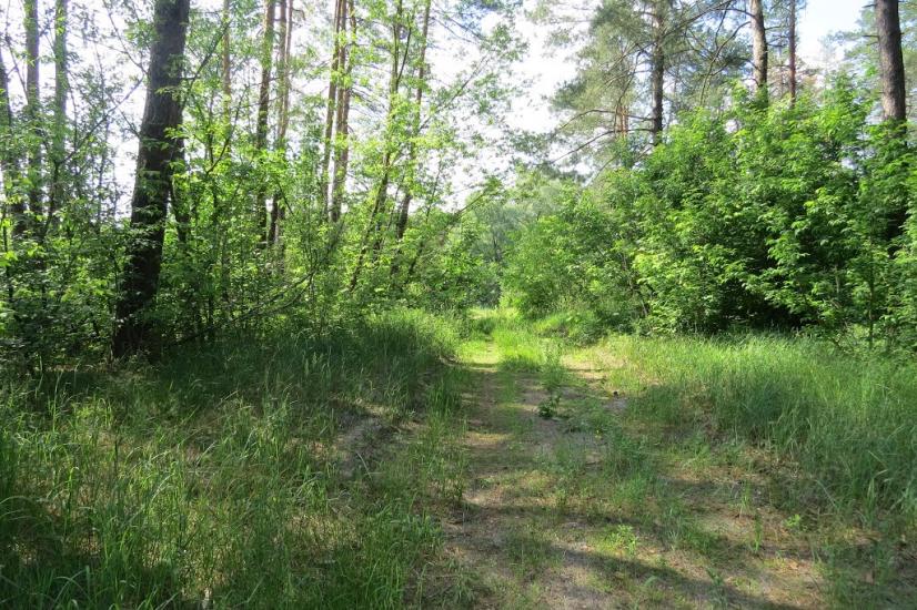 Хрещатик з panoramio.com - Крещатик
