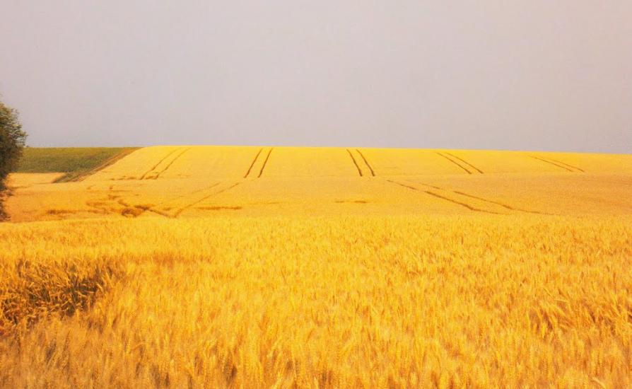 Куріпчине з panoramio.com - Kuripchyne