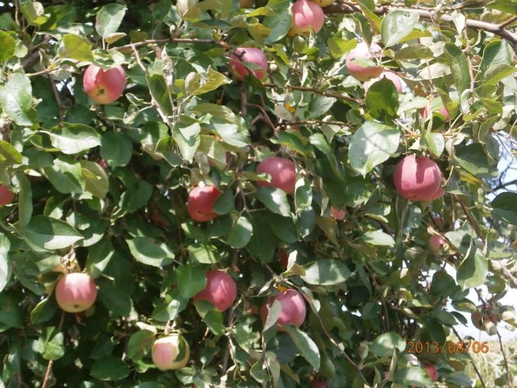 Золотоношка з panoramio.com - Золотоношка