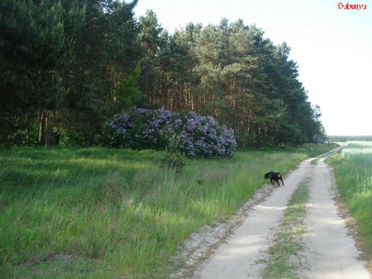 Кобче з panoramio.com - Кобче