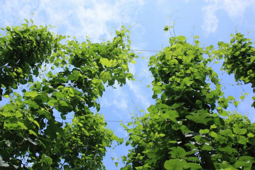 Ражнів з panoramio.com - Ражнів