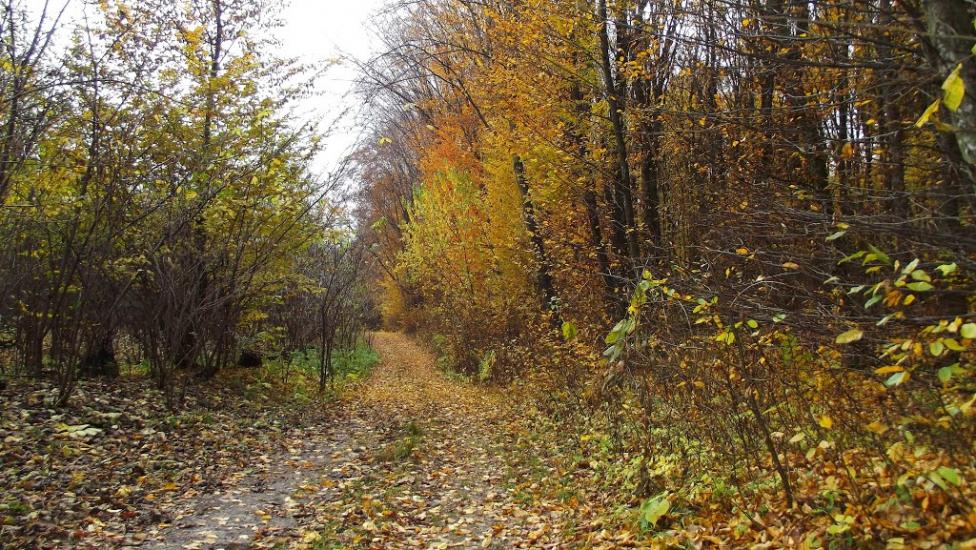 Лаврів з panoramio.com - Лавров