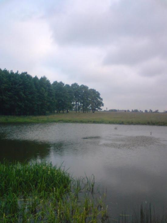 Деревини з panoramio.com - Деревини