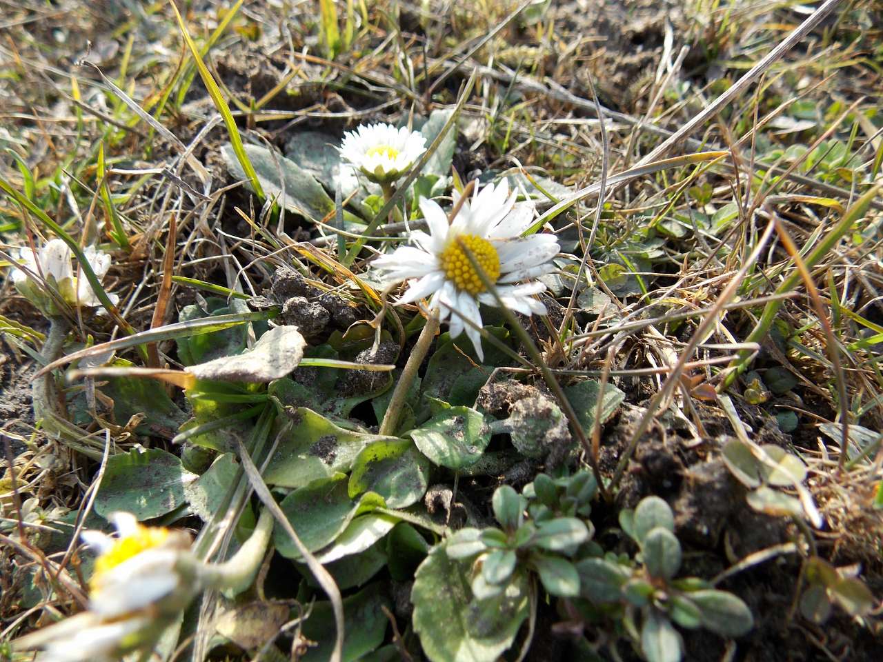 перший подих весни - Щенятин