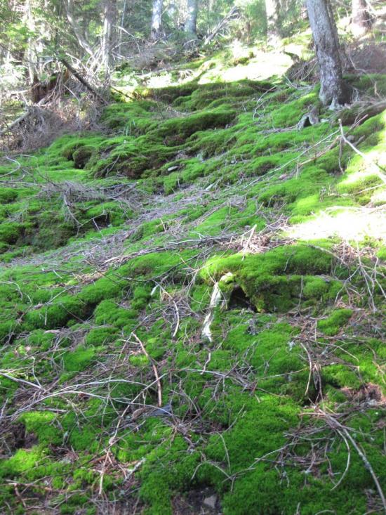 Згари з panoramio.com - Згари