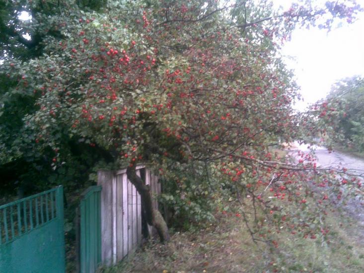 Веселий Кут з panoramio.com - Веселий Кут