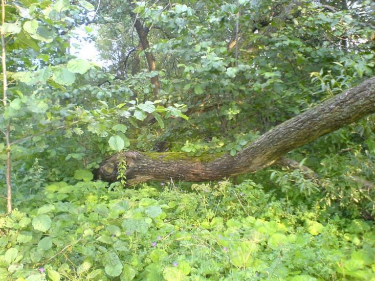 Пороскотень з panoramio.com - Пороскотень