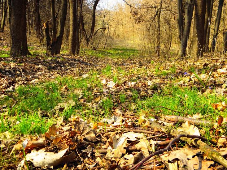 Остапенки з panoramio.com - Остапенки