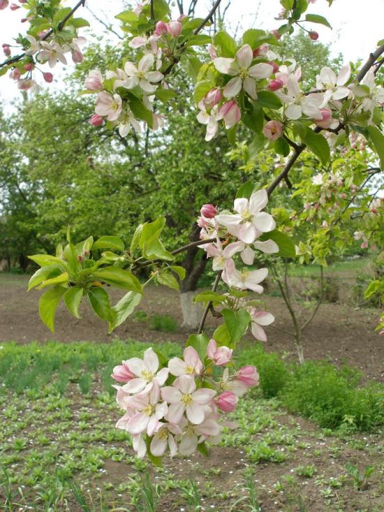 Токи з panoramio.com - Токи