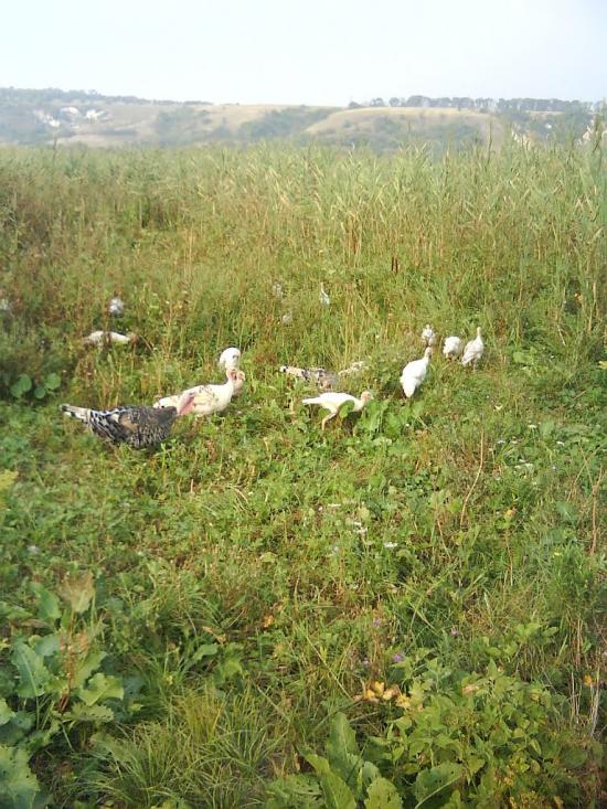 Новоайдар з panoramio.com - Новоайдар