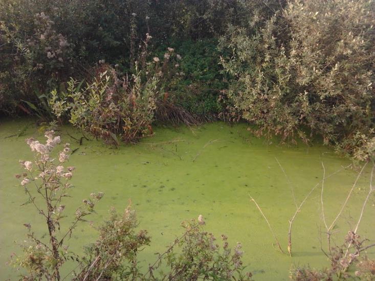 Березань з panoramio.com - Березань