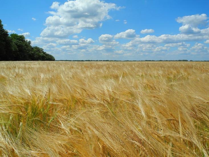 Нова Гнилиця з panoramio.com - Нова Гнилиця