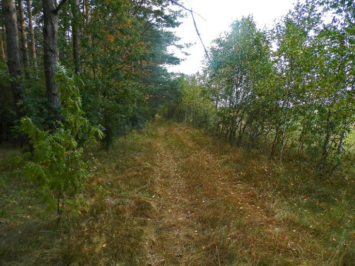 Деревини з panoramio.com - Derevyny