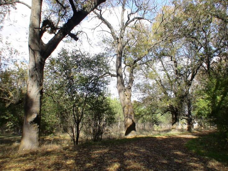Роздольне з panoramio.com - Раздольное