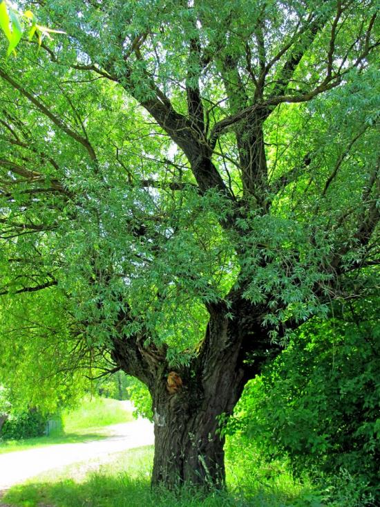 Дубровиця з panoramio.com - Dubrovytsia