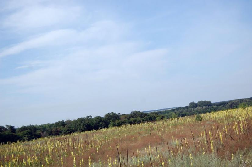 Сокільники з panoramio.com - Сокольники