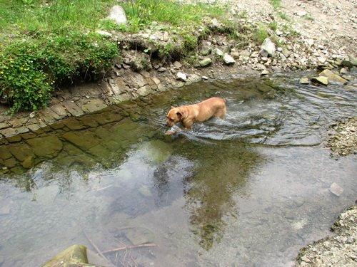 Старий Мізунь з panoramio.com - Старый Мизунь