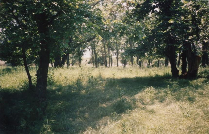 Марганець з panoramio.com - Marganets