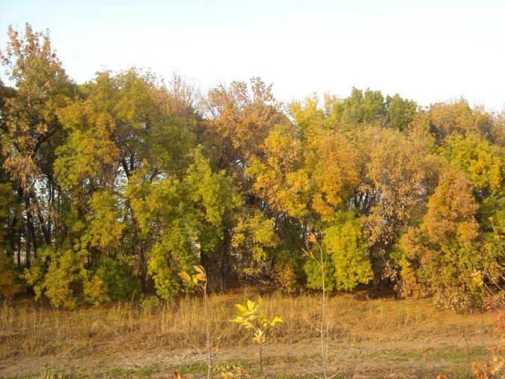 Талове з panoramio.com - Таловое
