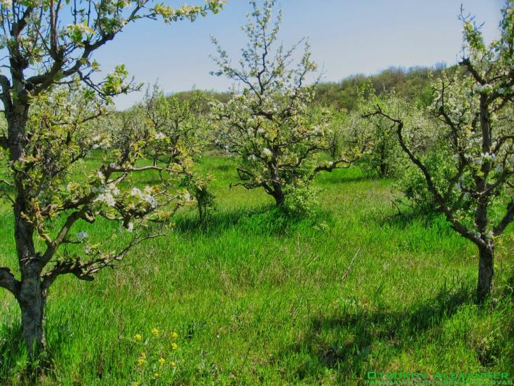 Некрасовка з panoramio.com - Некрасовка