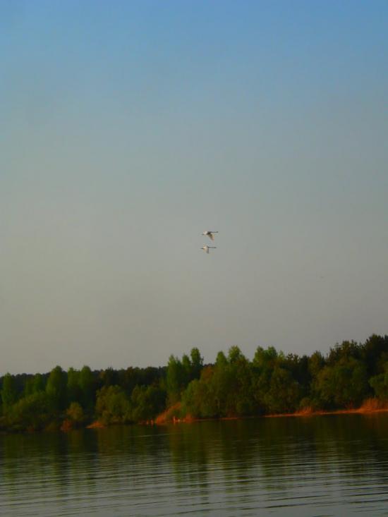 Топільне з panoramio.com - Топільне