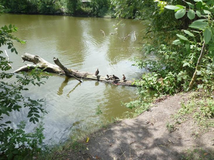 Вербівка з panoramio.com - Вербівка