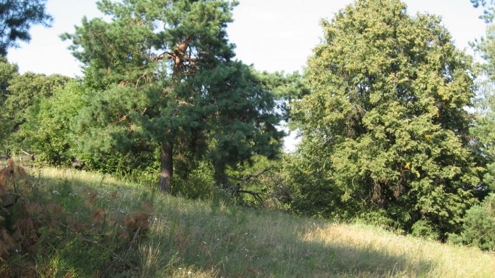 Мезин з panoramio.com - Мезин