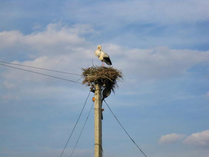 Панка з panoramio.com - Панка