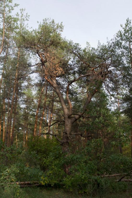 Булахівка з panoramio.com - Булаховка