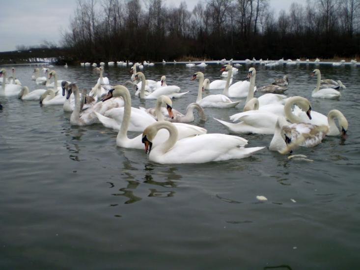 Чортория з panoramio.com - Чортория