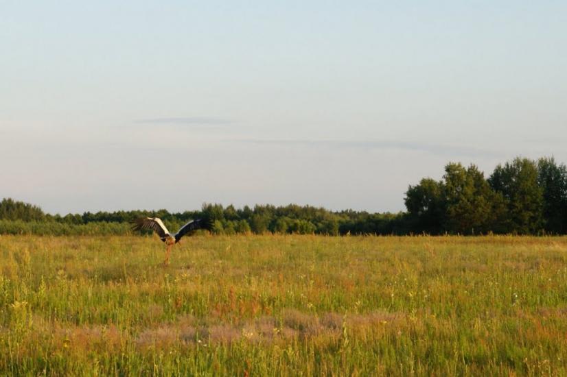 Вишнівка з panoramio.com - Вишнівка